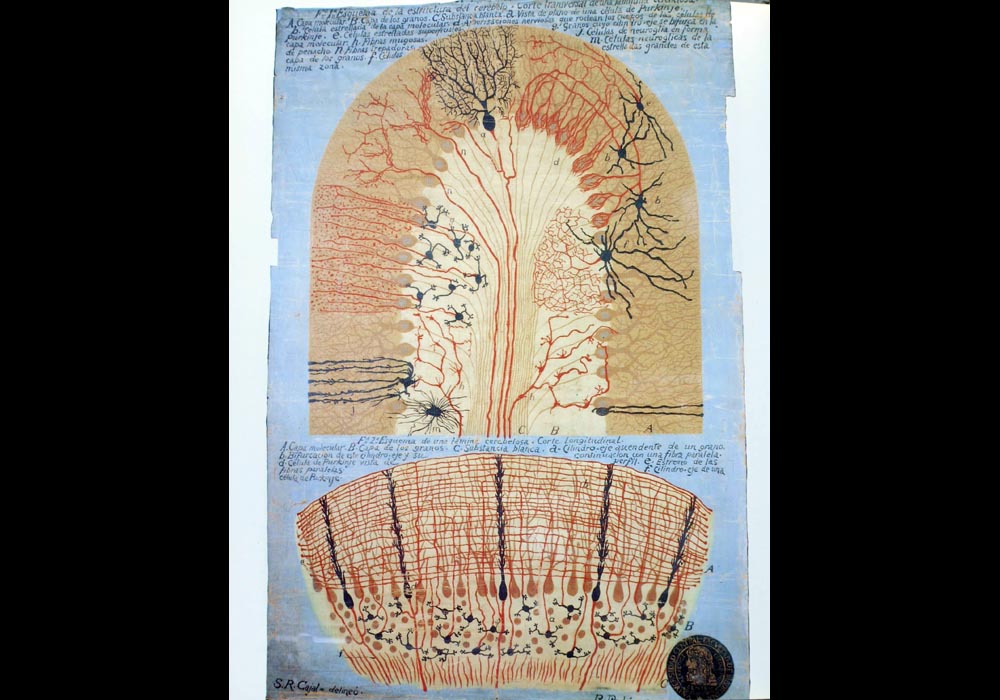 Historia de la medicina valenciana