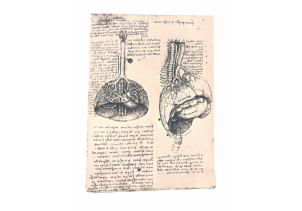 Codice dell'Anatomia. - Leonardo da Vinci - Detalle-8