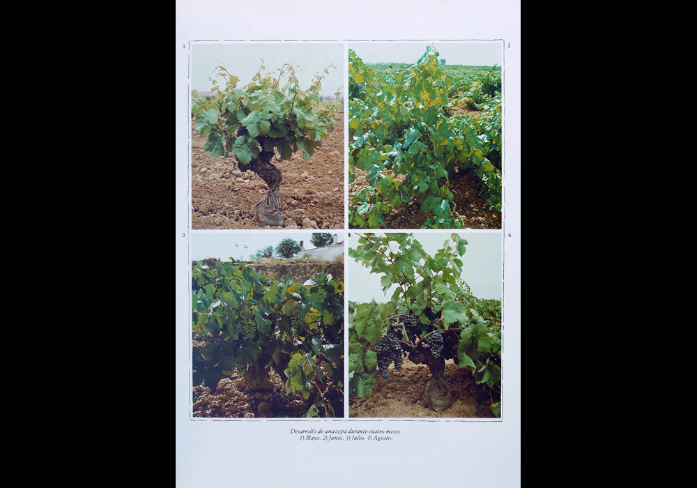 Tem&aacute;tica Valenciana - Nuestras Vinos