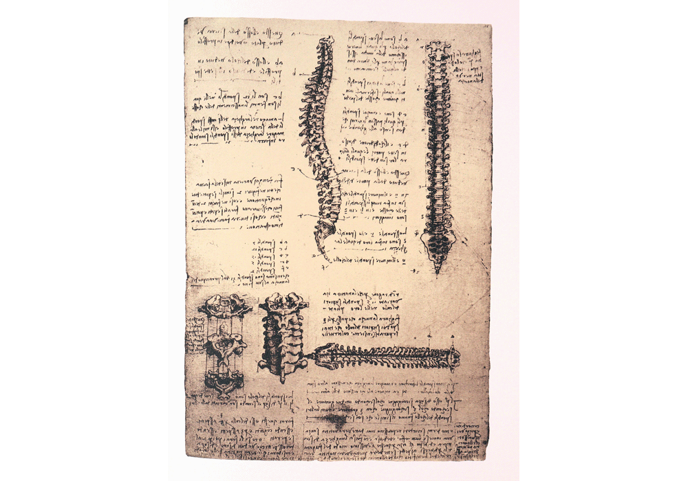 Codice dell'Anatomia. - Leonardo da Vinci - Detalle-1