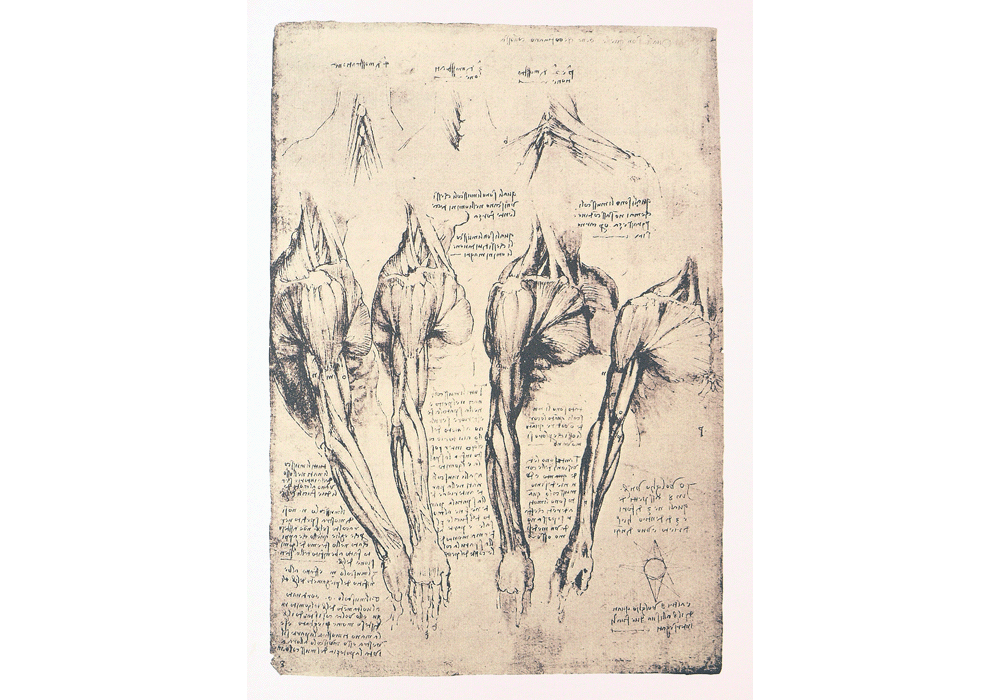 Facsimile Leonardo Da Vinci Codice Dell Anatomia Anatomy Italian